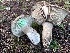  ( - FDS-CA-08244)  @11 [ ] by-nc (2025) Damon Tighe Fungal Diversity Survey