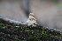  ( - FDS-CA-08748)  @11 [ ] c (2025) Marinna Grijalva Fungal Diversity Survey