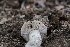  ( - FDS-CA-08748)  @11 [ ] c (2025) Marinna Grijalva Fungal Diversity Survey