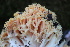  ( - FDS-CA-08752)  @11 [ ] c (2025) Marinna Grijalva Fungal Diversity Survey