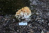  ( - FDS-CA-08752)  @11 [ ] c (2025) Marinna Grijalva Fungal Diversity Survey