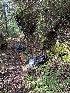  ( - FDS-CA-07175)  @11 [ ] by (2025) Justin Paulin Fungal Diversity Survey