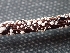  ( - FDS-CA-02563)  @11 [ ] by-nc (2024) Sadie Hickey Fungal Diversity Survey