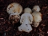  (Agaricus sp. CA11 - FDS-CA-07143)  @11 [ ] by (2025) Mandy Hackney Fungal Diversity Survey