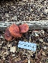  ( - FDS-CA-07185)  @11 [ ] by (2025) Justin Paulin Fungal Diversity Survey
