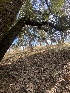 ( - FDS-CA-08754)  @11 [ ] c (2025) Marinna Grijalva Fungal Diversity Survey
