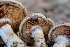  ( - FDS-CA-08792)  @11 [ ] c (2025) Marinna Grijalva Fungal Diversity Survey