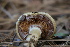  ( - FDS-CA-08792)  @11 [ ] c (2025) Marinna Grijalva Fungal Diversity Survey