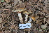  ( - FDS-CA-08792)  @11 [ ] c (2025) Marinna Grijalva Fungal Diversity Survey