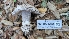  ( - FDS-CA-02866)  @11 [ ] c (2025) Michelle C. Torres-Grant Fungal Diversity Survey