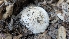  ( - FDS-CA-02866)  @11 [ ] c (2025) Michelle C. Torres-Grant Fungal Diversity Survey