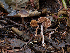  (Cortinarius sp. PNW18 - FDS-CA-07465)  @11 [ ] by (2025) Justin Paulin Fungal Diversity Survey