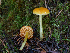  ( - FDS-CA-07175)  @11 [ ] by (2025) Justin Paulin Fungal Diversity Survey