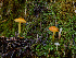  ( - FDS-CA-07175)  @11 [ ] by (2025) Justin Paulin Fungal Diversity Survey