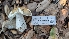  ( - FDS-CA-02856)  @11 [ ] c (2025) Michelle C. Torres-Grant Fungal Diversity Survey