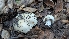  ( - FDS-CA-02859)  @11 [ ] c (2025) Michelle C. Torres-Grant Fungal Diversity Survey