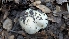  ( - FDS-CA-02859)  @11 [ ] c (2025) Michelle C. Torres-Grant Fungal Diversity Survey