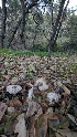  ( - FDS-CA-02861)  @11 [ ] c (2025) Michelle C. Torres-Grant Fungal Diversity Survey