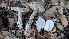  ( - FDS-CA-02861)  @11 [ ] c (2025) Michelle C. Torres-Grant Fungal Diversity Survey