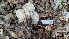  ( - FDS-CA-02871)  @11 [ ] c (2025) Michelle C. Torres-Grant Fungal Diversity Survey