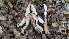  ( - FDS-CA-02871)  @11 [ ] c (2025) Michelle C. Torres-Grant Fungal Diversity Survey