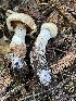  (Cortinarius pearsonii - FDS-CA-08431)  @11 [ ] by-nc (2025) Dean Lyons Fungal Diversity Survey