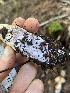  ( - FDS-CA-08431)  @11 [ ] by-nc (2025) Dean Lyons Fungal Diversity Survey