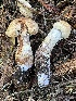  ( - FDS-CA-08431)  @11 [ ] by-nc (2025) Dean Lyons Fungal Diversity Survey