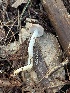  (Rhodocollybia oregonensis - FDS-CA-08432)  @11 [ ] by-nc (2025) Dean Lyons Fungal Diversity Survey