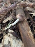  ( - FDS-CA-08432)  @11 [ ] by-nc (2025) Dean Lyons Fungal Diversity Survey