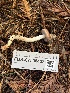  ( - FDS-CA-08432)  @11 [ ] by-nc (2025) Dean Lyons Fungal Diversity Survey