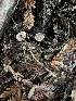  ( - FDS-CA-07486)  @11 [ ] by-nc (2025) Dean Lyons Fungal Diversity Survey