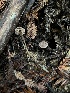  ( - FDS-CA-07486)  @11 [ ] by-nc (2025) Dean Lyons Fungal Diversity Survey
