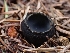  (Plectania sp. milleri-PNW03 - FDS-CA-07150)  @11 [ ] by (2025) Mandy Hackney Fungal Diversity Survey
