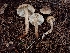  ( - FDS-CA-07153)  @11 [ ] by (2025) Mandy Hackney Fungal Diversity Survey