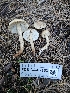  ( - FDS-CA-07153)  @11 [ ] by (2025) Mandy Hackney Fungal Diversity Survey