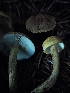  ( - FDS-CA-07153)  @11 [ ] by (2025) Mandy Hackney Fungal Diversity Survey