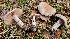  ( - FDS-CA-00468)  @11 [ ] by-nc (2024) Thea Chesney Fungal Diversity Survey