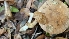  ( - FDS-CA-00468)  @11 [ ] by-nc (2024) Thea Chesney Fungal Diversity Survey