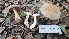  ( - FDS-CA-00468)  @11 [ ] by-nc (2024) Thea Chesney Fungal Diversity Survey