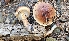 ( - FDS-CA-01107)  @11 [ ] by-nc (2024) Thea Chesney Fungal Diversity Survey
