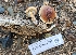  ( - FDS-CA-01107)  @11 [ ] by-nc (2024) Thea Chesney Fungal Diversity Survey