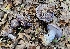  ( - FDS-CA-00469)  @11 [ ] by-nc (2025) Thea Chesney Fungal Diversity Survey