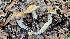  (Cortinarius infractipallidus - FDS-CA-00470)  @11 [ ] by-nc (2025) Thea Chesney Fungal Diversity Survey