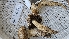  ( - FDS-CA-00470)  @11 [ ] by-nc (2025) Thea Chesney Fungal Diversity Survey