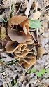  (Otidea sp. alutacea-PNW04 - FDS-CA-00471)  @11 [ ] by-nc (2025) Thea Chesney Fungal Diversity Survey