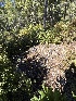  ( - FDS-CA-07173)  @11 [ ] by (2025) Justin Paulin Fungal Diversity Survey