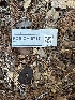  (Plicaria sp. CA01 - FDS-CA-07171)  @11 [ ] by (2025) Justin Paulin Fungal Diversity Survey