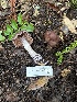  ( - FDS-CA-08447)  @11 [ ] by-nc (2025) Dean Lyons Fungal Diversity Survey