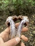 ( - FDS-CA-08447)  @11 [ ] by-nc (2025) Dean Lyons Fungal Diversity Survey